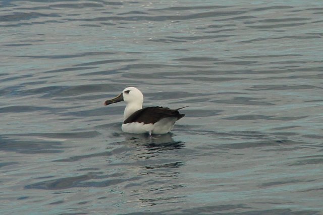 Albatroz