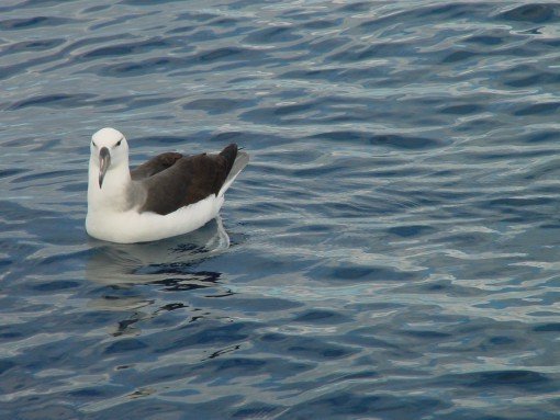 Albatroz