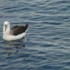 Albatroz