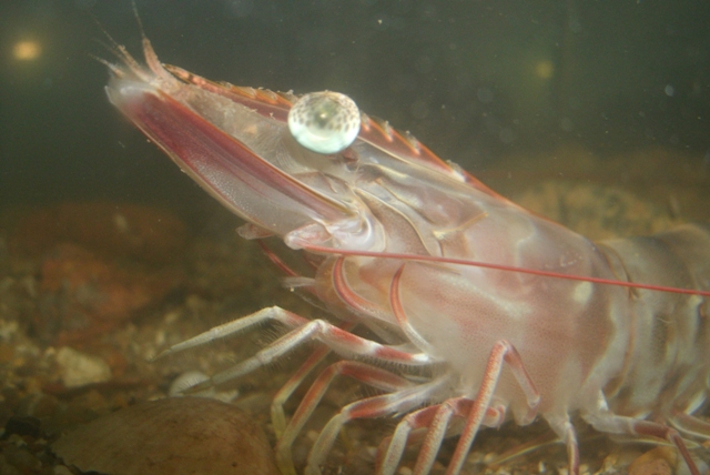 Fbrasiliensis ARV VI - Cópia