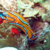 nudibranquio