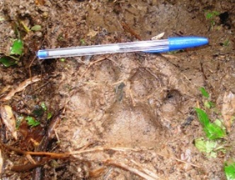 Pegada foi encontrada nas proximidades da Cachoeira do Veado (Foto de Luiz Rodrigues).